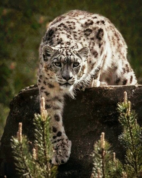 снежный барс 001000