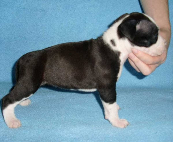 30days female dzhessika 01
