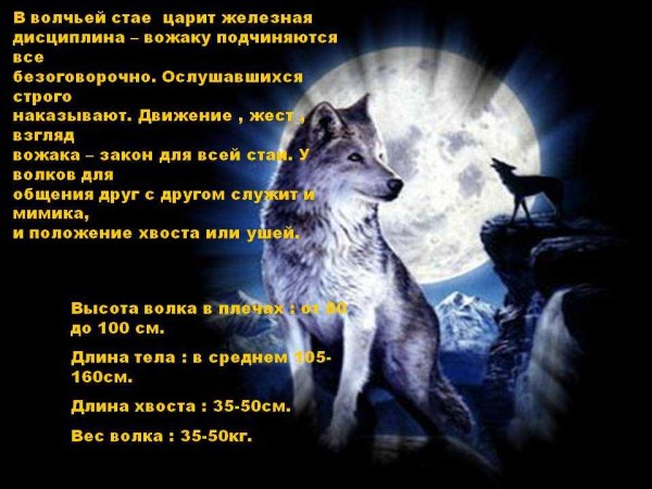 Железная дисциплина