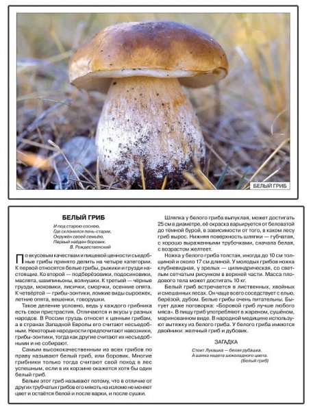 Белый гриб