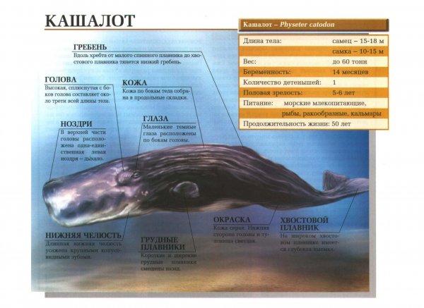 Кашалот