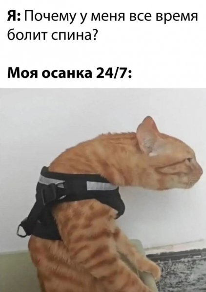 Novye-smeshnye-memy-i-foto-prikoly-horoshego-dnja-10