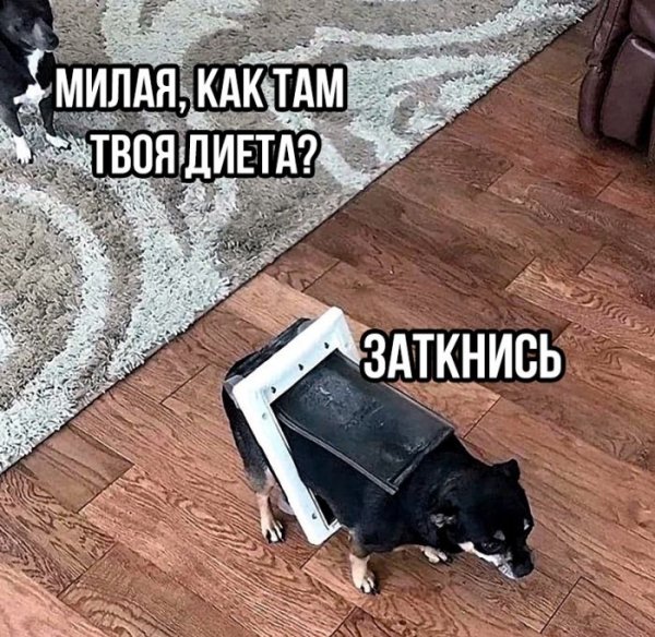 8e5565b9c8 memy-dnja-novye-smeshnye-kartinki-s-nadpisjami-3