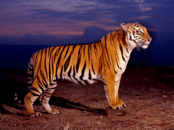 tiger-wallpapers