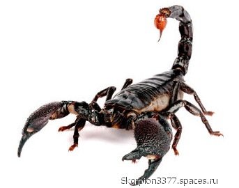 04 scorpion-