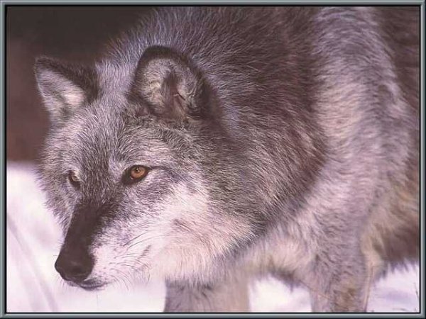 1.0 wolf