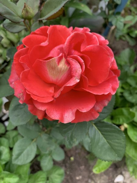 picture_322138804