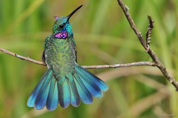 Аметистовоухий колибри (Colibri serrirostris)