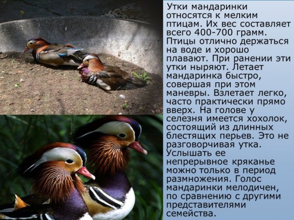 Утки мандаринки