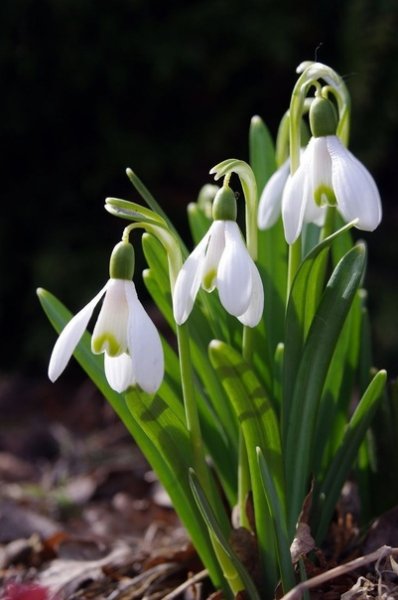 Подснежники