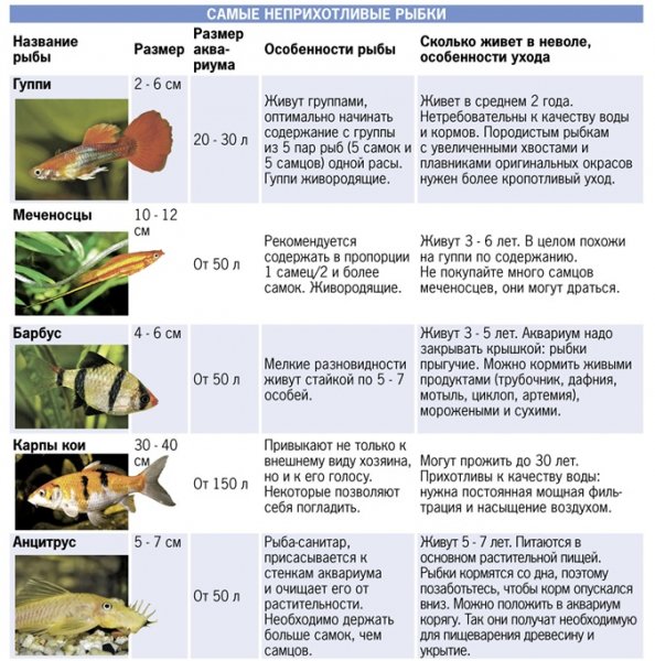 Рыбки для аквариума