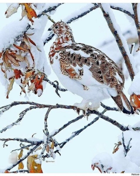 Куропатка