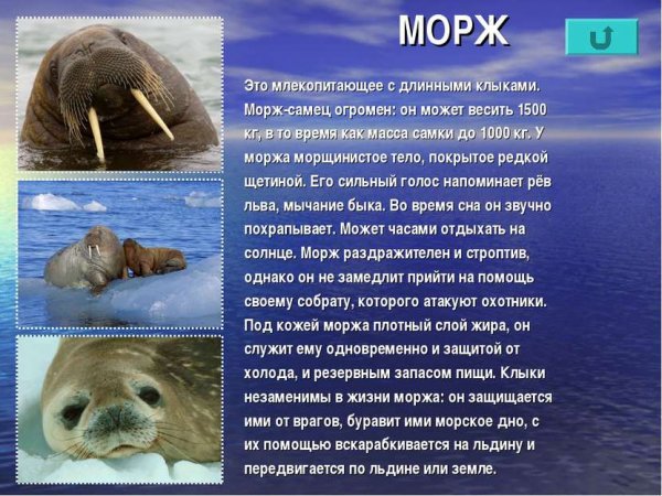 Морж