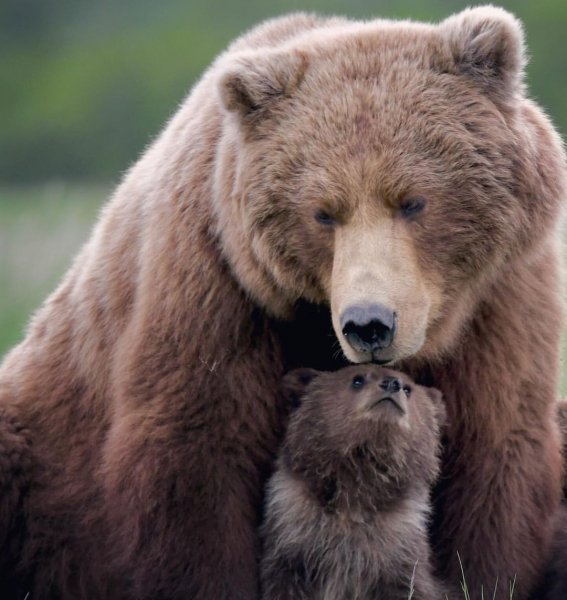 Bears. .ig~p~C622Tp7vyDJ~1