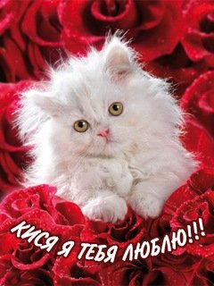 Кися я тебя люблю