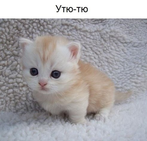 cat27