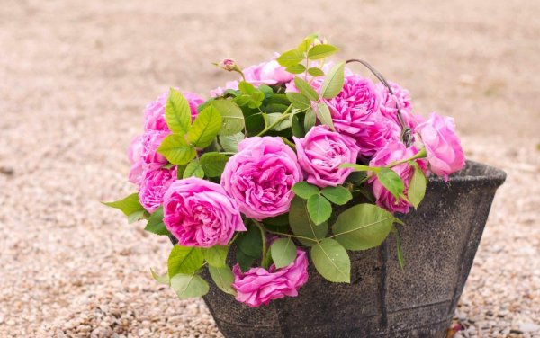 Rose-blossom-bucket-pink