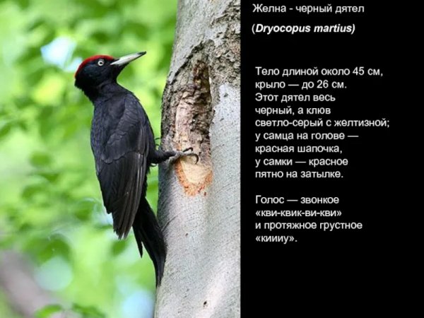 Желна