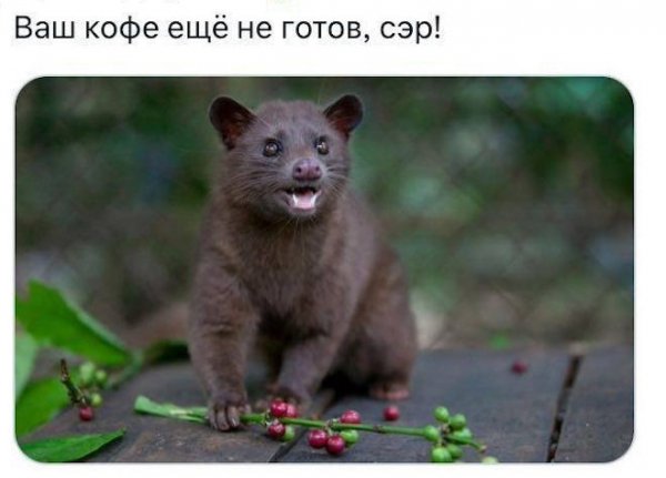 -smeshnyh-kommentariev-dlja-podnjatija-nastroenija-5