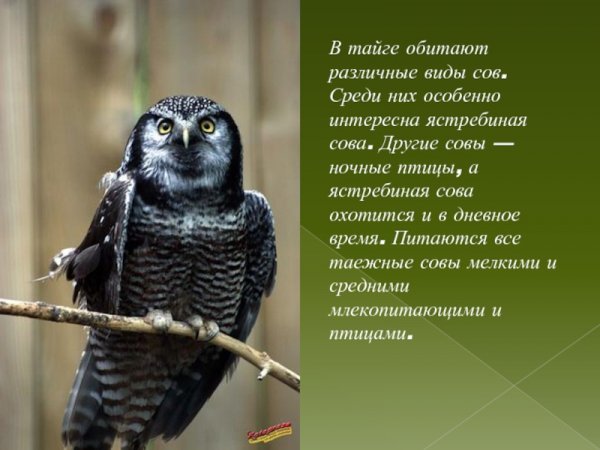 Ястребиная сова