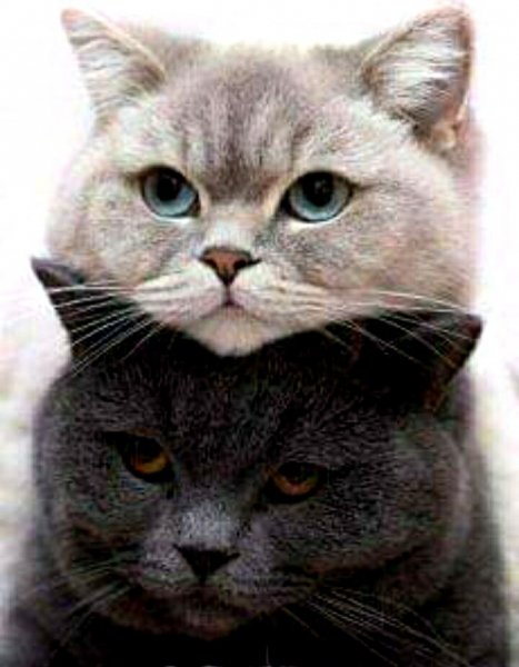 image (93)