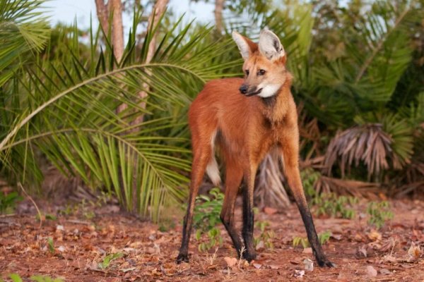 ПРИРОДА АВСТРАЛИИ