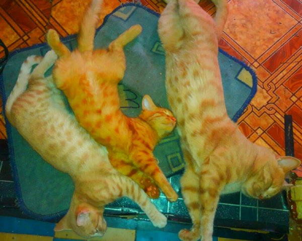 Vsja semja v sbore-vps404.strip2.co