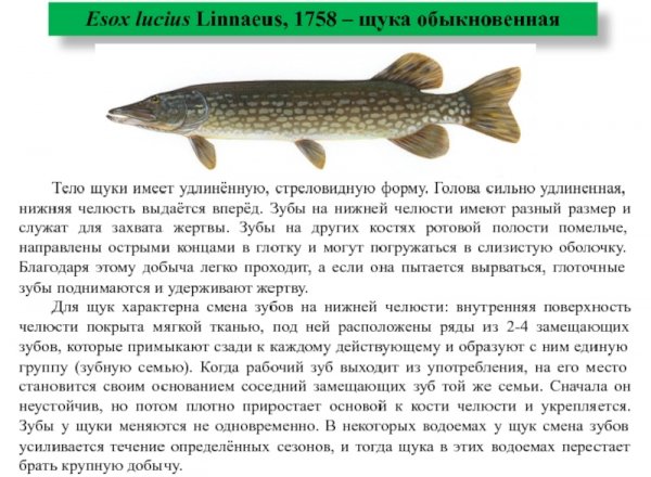 Щука обыкновенная