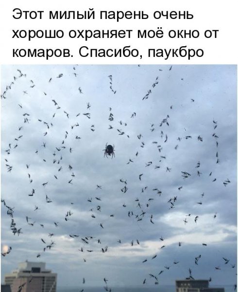 ПАУК