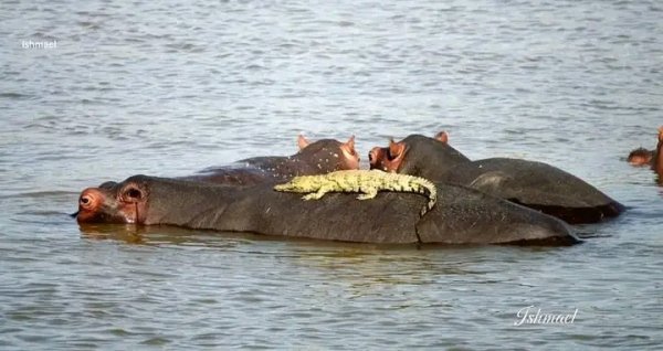 Ботсвана парк