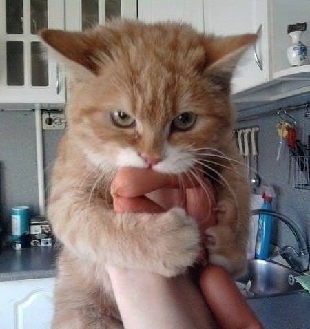 Кошки