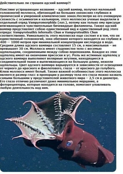 Адский вампир