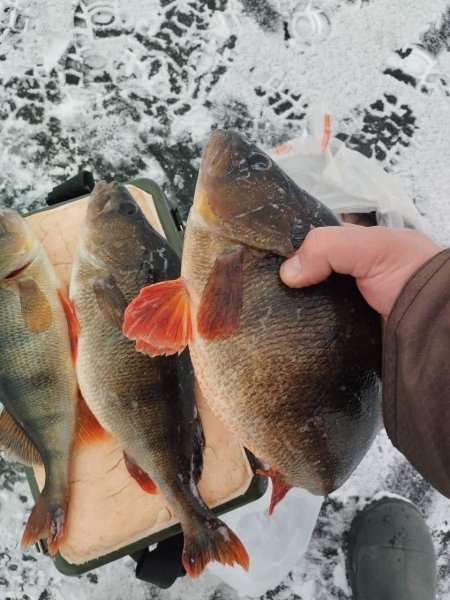 Речной окунь (Perca fluviatilis)