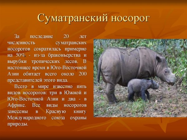 Носорог