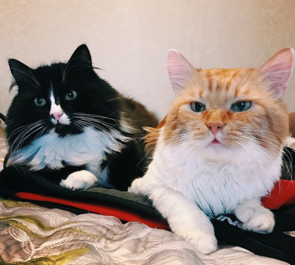 Наглые рожи