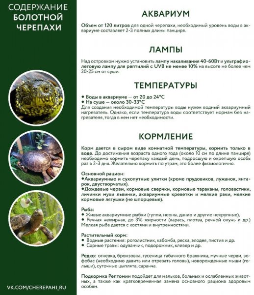 Содержание болотной черепахи