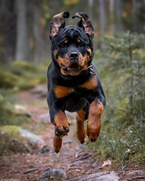 Rottweilersglobe~p~C3D4I43rJS8~1