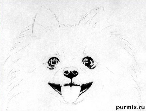 kak narisovat sobaku porody pomeranskij shpic karandashom-2