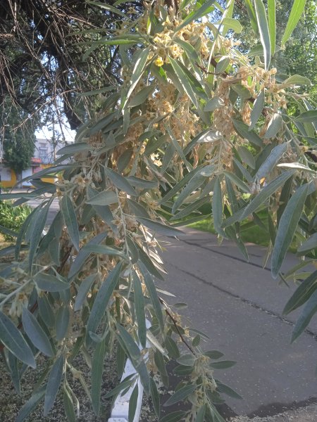 IMG 20240531 073947 1