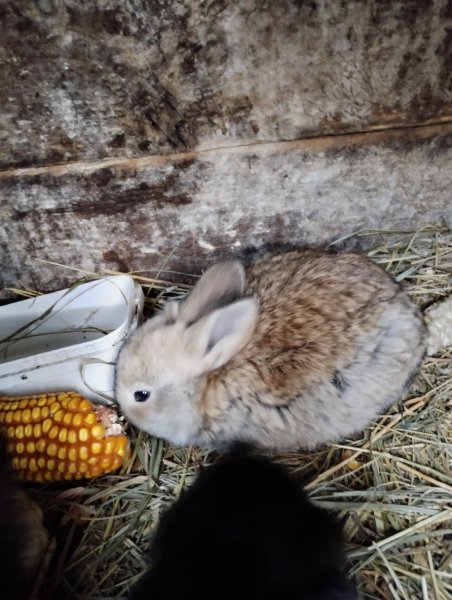 Мелкая тварь