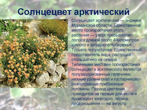 Солнцесвет арктический