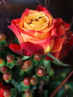 Roza tsvetok lepestki