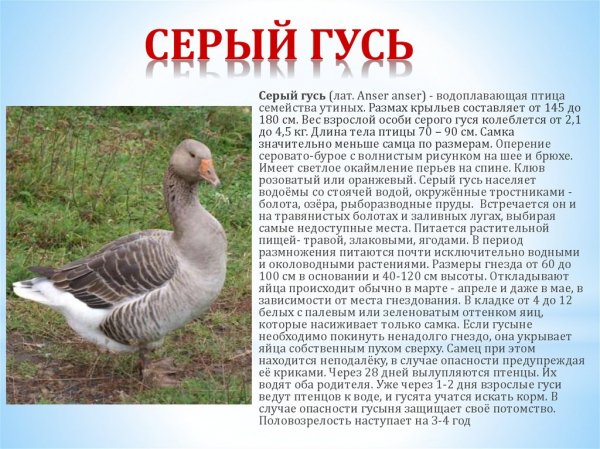 Серый гусь