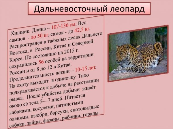 Дальневосточный леопард