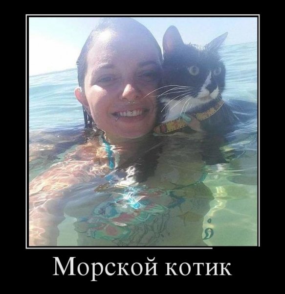 Котик