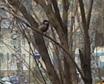 Синички вернулись. Май будет холодным.