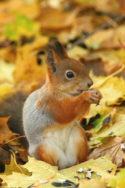 рыжая красавица