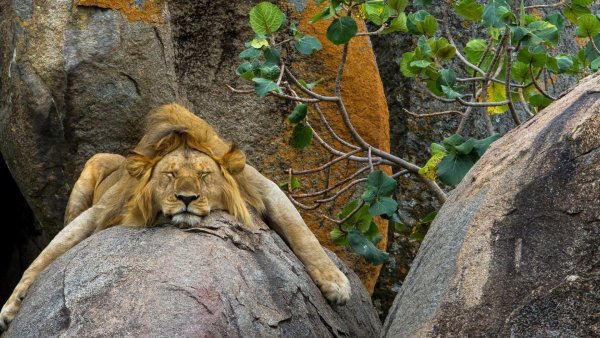 Wallpapers Mix 1958 238