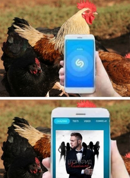 шазам