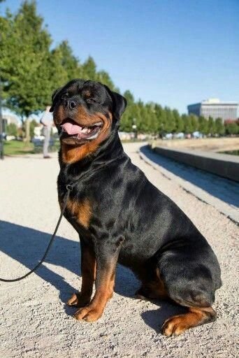 Determine additional details on rottweilers Check out our